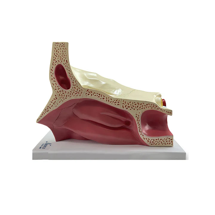 Modelo de Ojo, 5X Ampliado (11 Piezas)