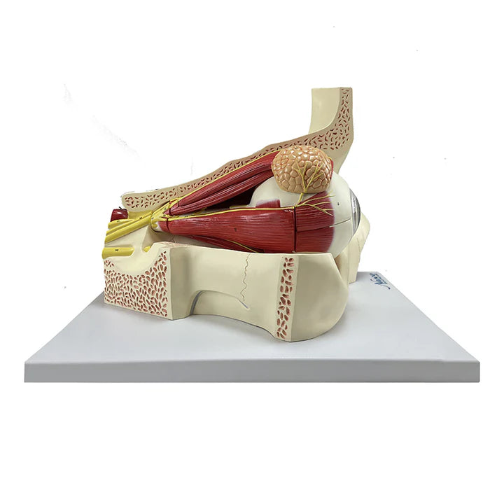 Modelo de Ojo, 5X Ampliado (11 Piezas)