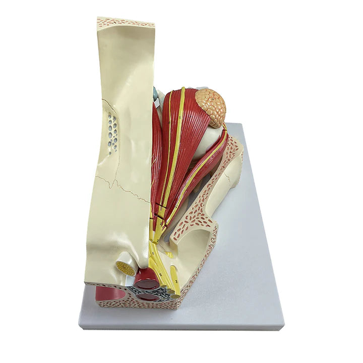 Modelo de Ojo, 5X Ampliado (11 Piezas)