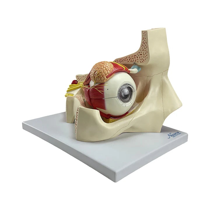 Modelo de Ojo, 5X Ampliado (11 Piezas)