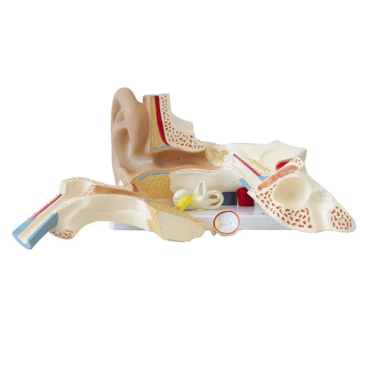 Modelo de Oído, 3X Ampliado (6 Piezas)