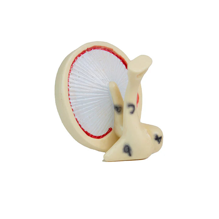 Modelo de Oído, 3X Ampliado (6 Piezas)