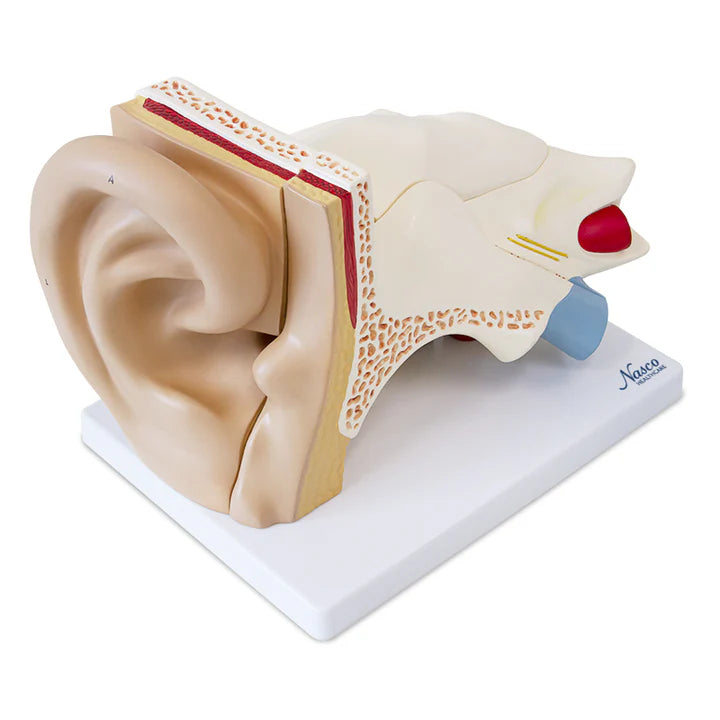Modelo de Oído, 3X Ampliado (6 Piezas)