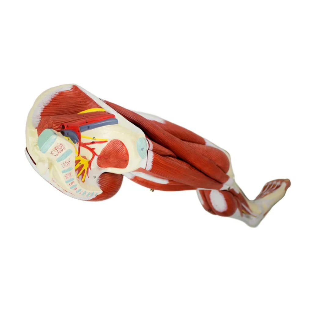 Modelo de Músculos de la Pierna, Desmontable – 13 Partes