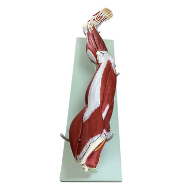 Modelo de Músculos de la Pierna, Desmontable, 23 Partes