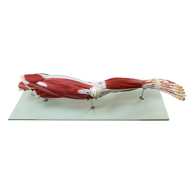 Modelo de Músculos de la Pierna, Desmontable, 23 Partes