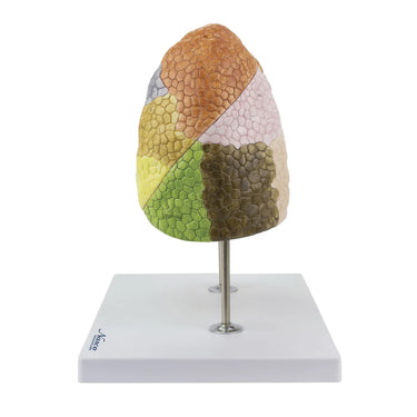 Modelo de Pulmón Segmentado
