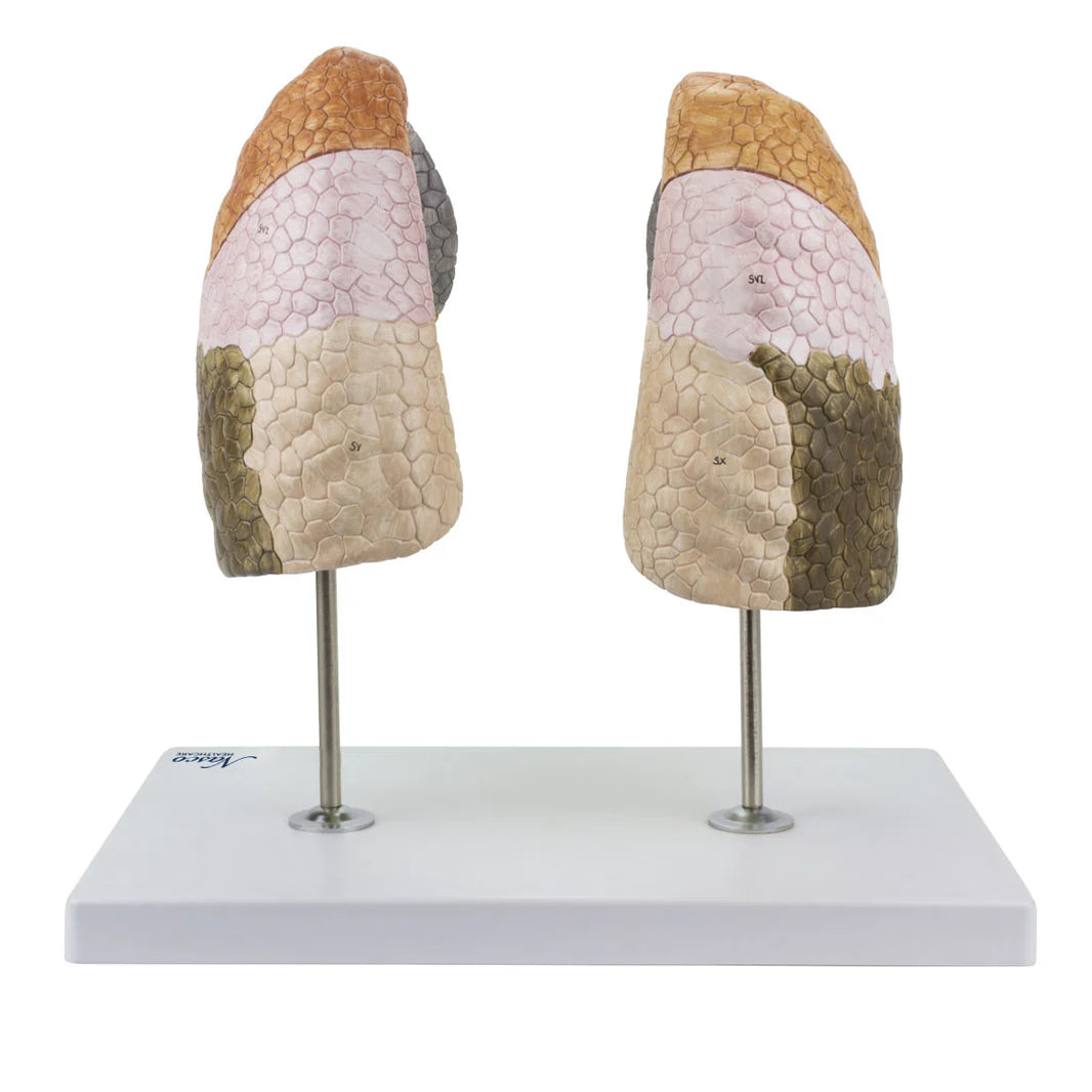 Modelo de Pulmón Segmentado