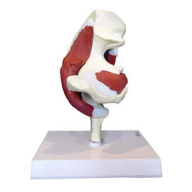 Modelo de Articulación de la Cadera con Músculos