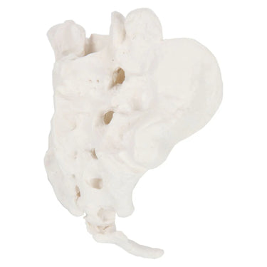 Modelo de sacro y coxis