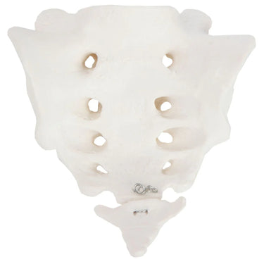 Modelo de sacro y coxis