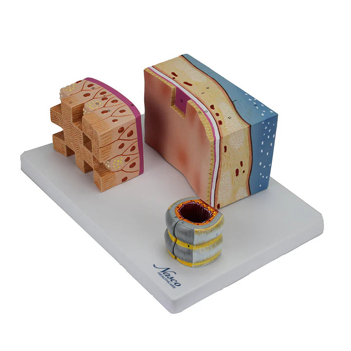 Modelos de Sección de Tráquea