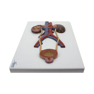 Modelo de Sección del Sistema Urinario
