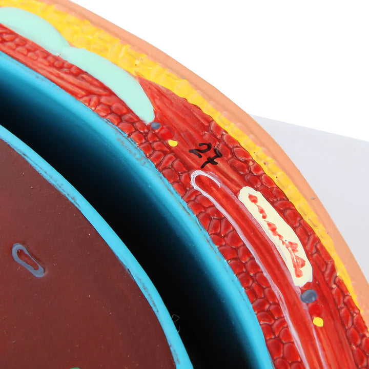 Modelo de Sección Axial del Abdomen