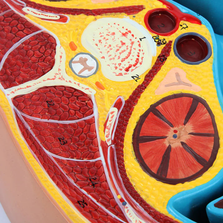 Modelo de Sección Axial del Abdomen