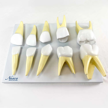 Modelos de Dientes de Bebé, Ampliados 10X