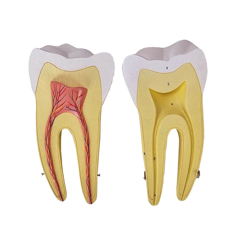 Modelos de Dientes, Ampliados 10X, 5 Partes