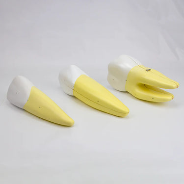 Modelos de Dientes, Ampliados 10X, 5 Partes