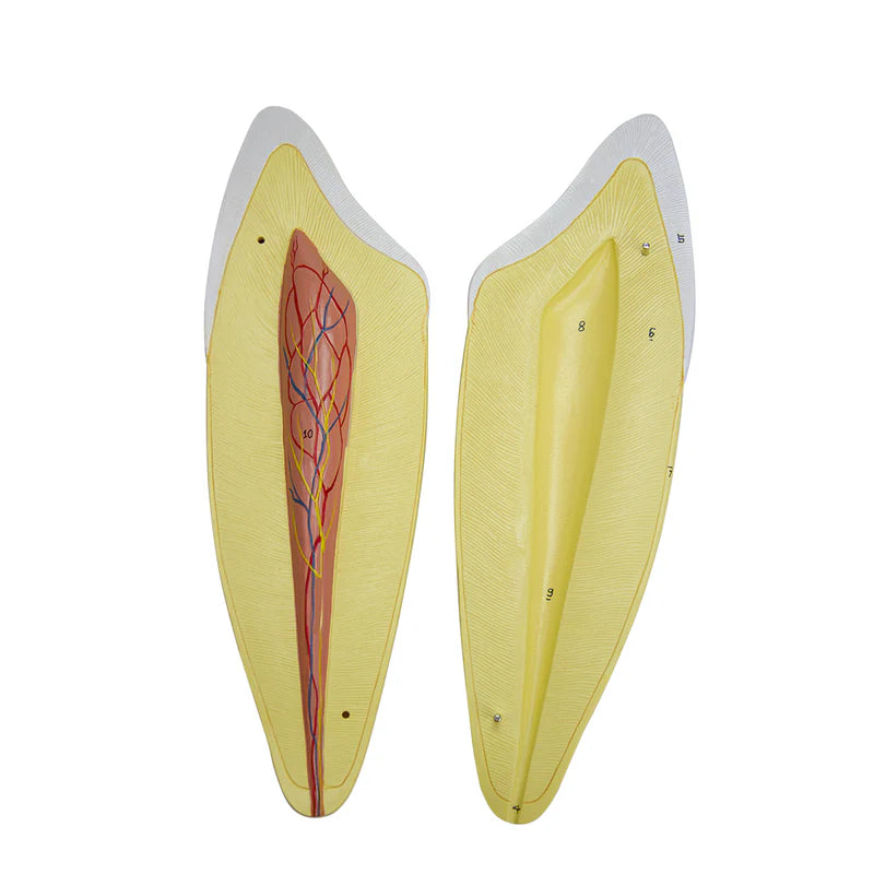 Modelos de Dientes, Ampliados 10X, 5 Partes