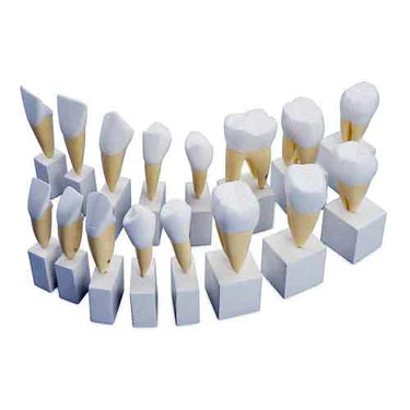 Modelos de Dientes, Ampliados 4X, 16 Partes