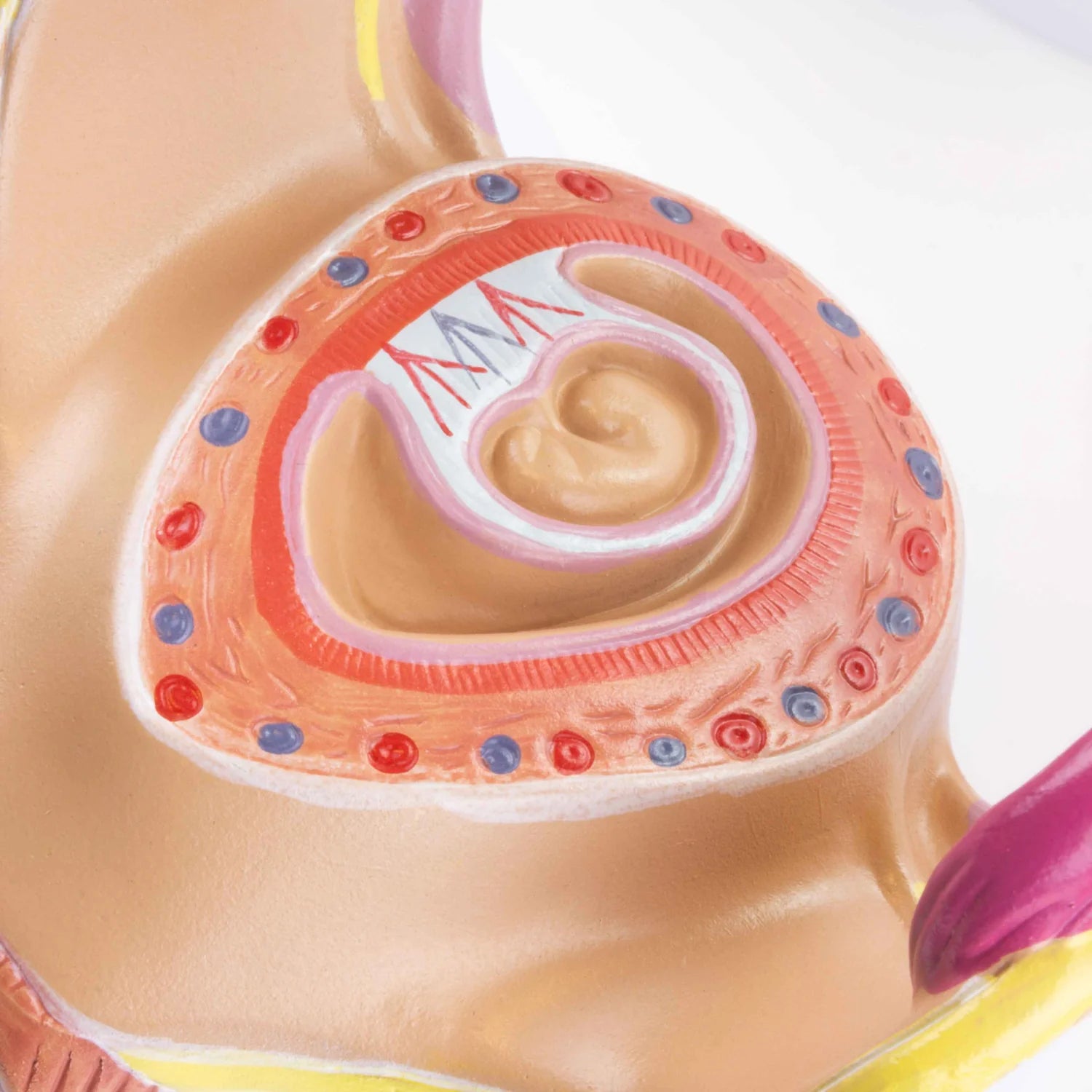 Modelos de Serie de Embarazo, Juego de 8