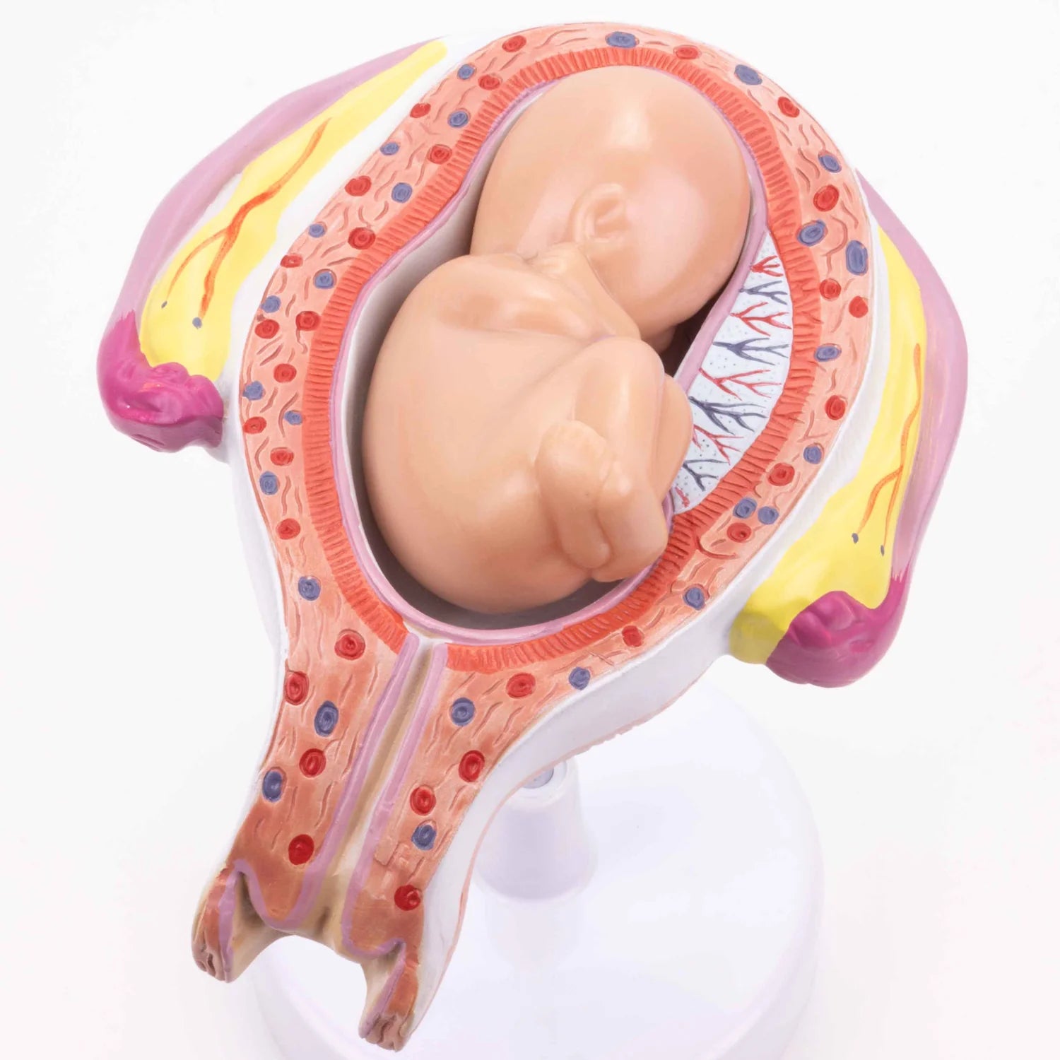 Modelos de Serie de Embarazo, Juego de 8