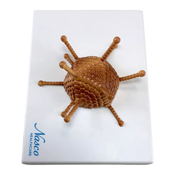 Modelo de Adenovirus