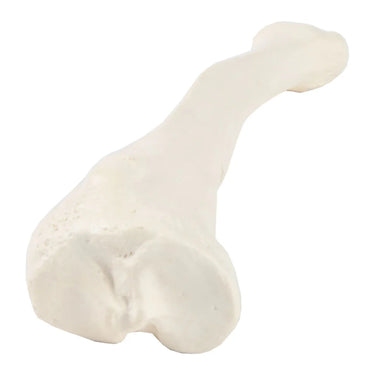 Modelo de Tibia