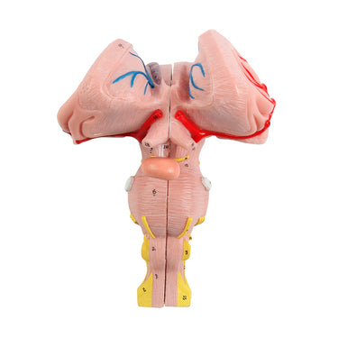 Modelo del Tronco Cerebral, Cerebelo y Cuarto Ventrículo, 3 Partes
