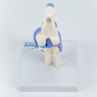 Modelo Mini de Articulación de la Rodilla, Tamaño Medio