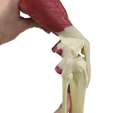 Modelo de Rodilla con Músculos