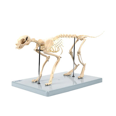 Modelo de esqueleto de gato