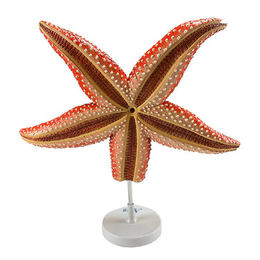 Modelo de Anatomía de Estrella de Mar, Ampliado 4X