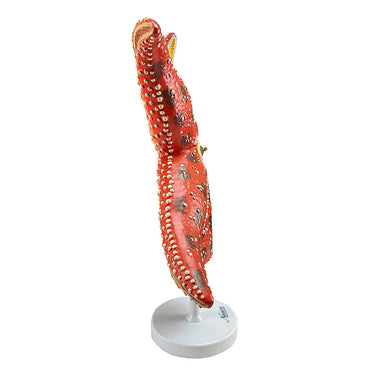 Modelo de Anatomía de Estrella de Mar, Ampliado 4X