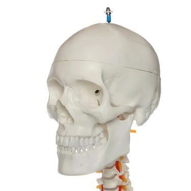 Esqueleto Adulto Flexible Montado – Modelo Anatómico a Tamaño Real