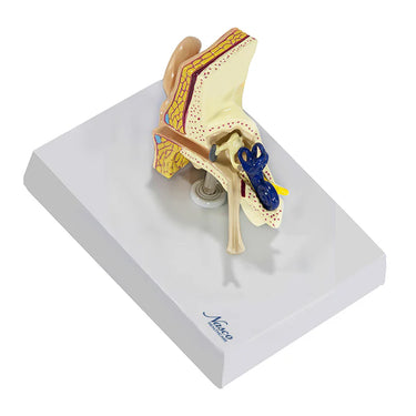 Modelo de Oreja