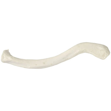 Modelo de clavícula