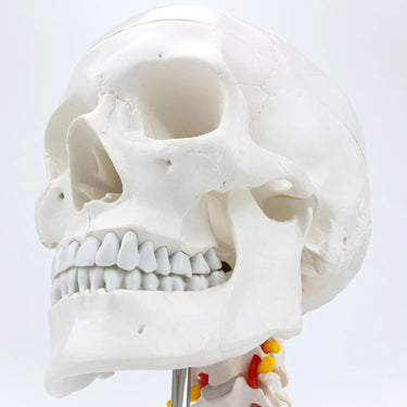 Modelo clásico de calavera montada en la columna cervical