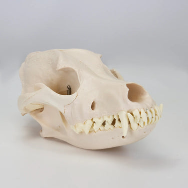Modelo de Cráneo Canino