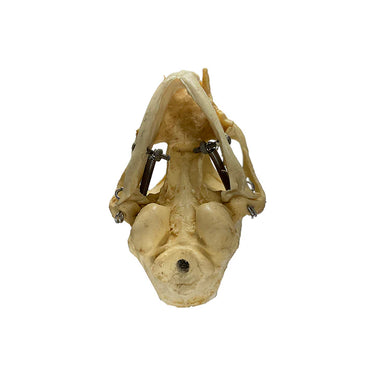 Modelo de Cráneo Felino