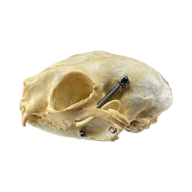 Modelo de Cráneo Felino