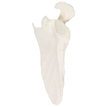 Modelo de Escápula