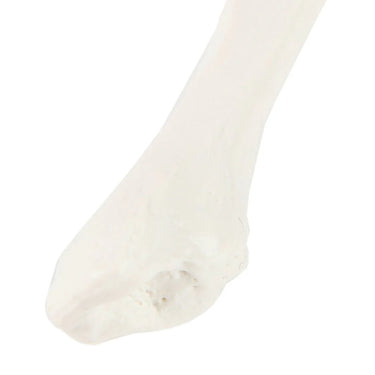 Modelo de Fíbula