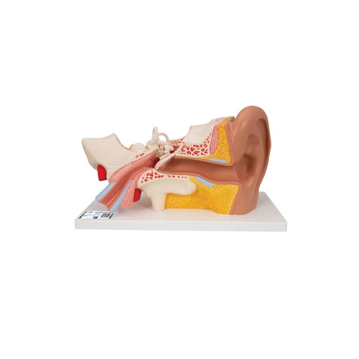 Modelo Anatómico de Oído - 3B Scientific