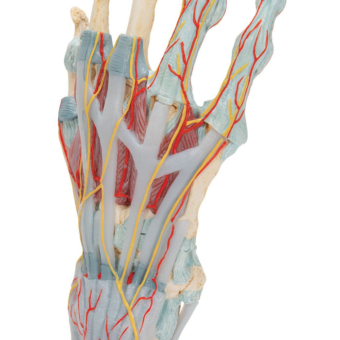 Modelo del esqueleto de la mano con ligamentos y músculos - 3B Smart Anatomy