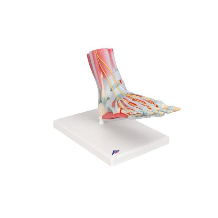 Modelo del esqueleto del pie con ligamentos y músculos - 3B Smart Anatomy