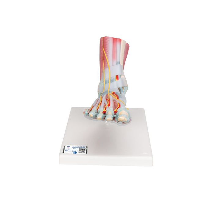 Modelo del esqueleto del pie con ligamentos y músculos - 3B Smart Anatomy