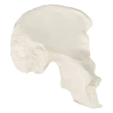 Modelo de Hueso de Cadera