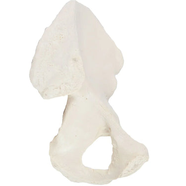 Modelo de Hueso de Cadera