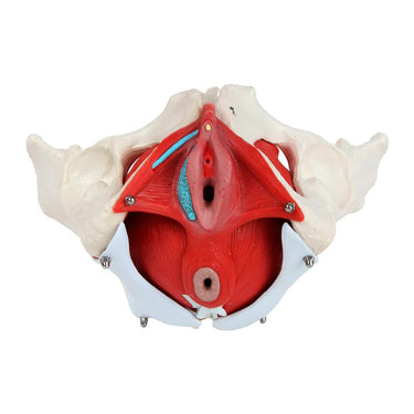 Modelo de Pelvis Femenina, 6 Partes